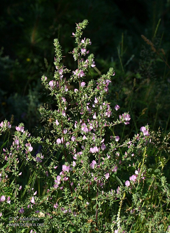 Ononis arvensis