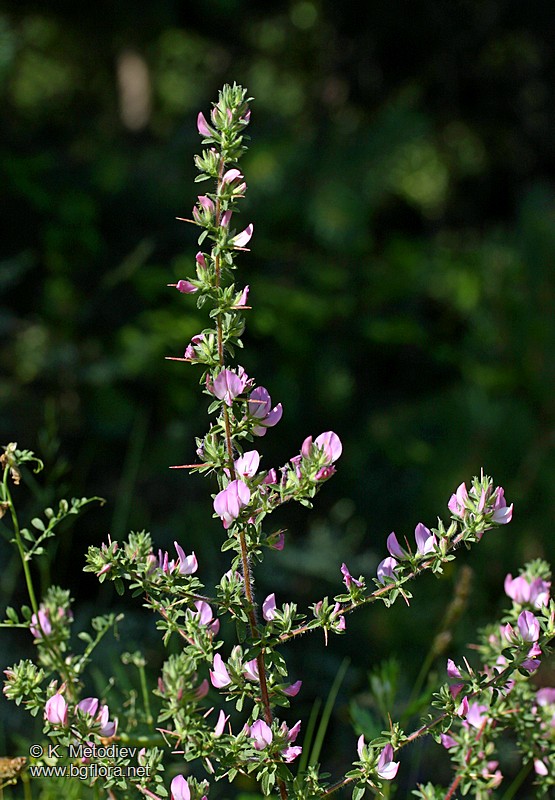 Ononis arvensis