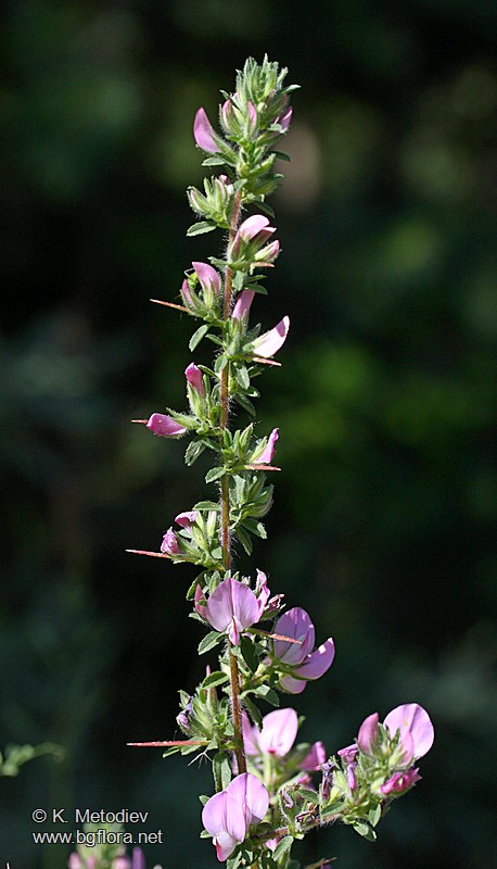 Ononis arvensis