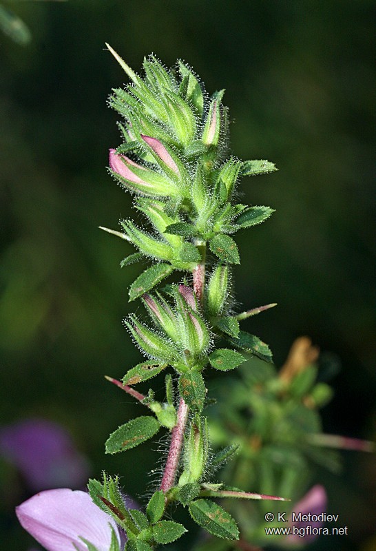 Ononis arvensis