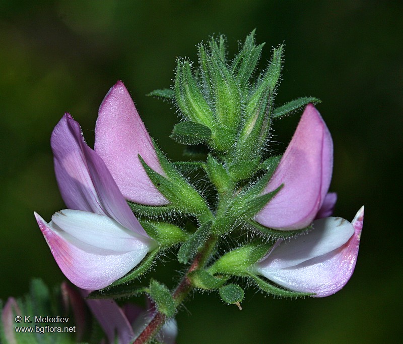 Ononis arvensis