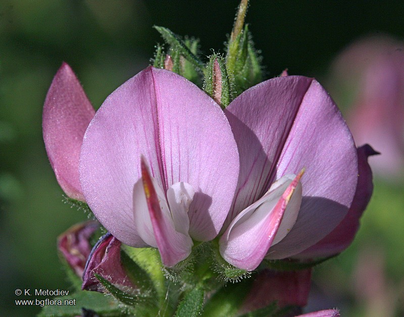 Ononis arvensis