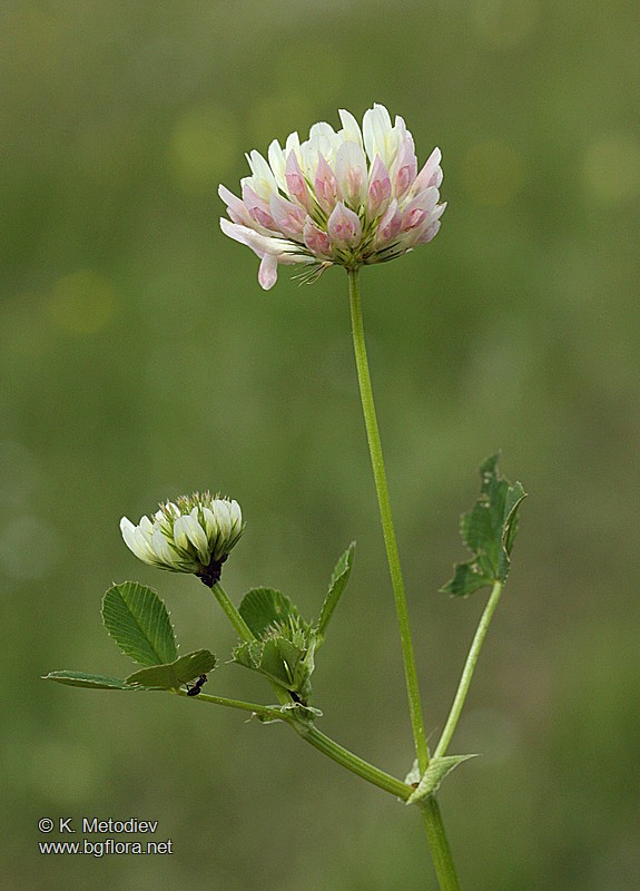 Trifolium michelianum