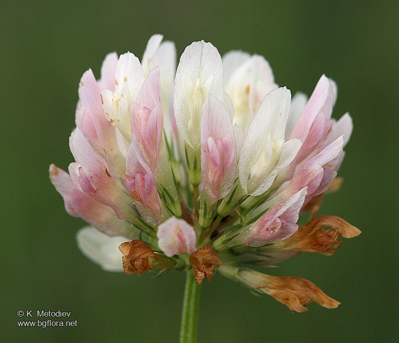 Trifolium michelianum