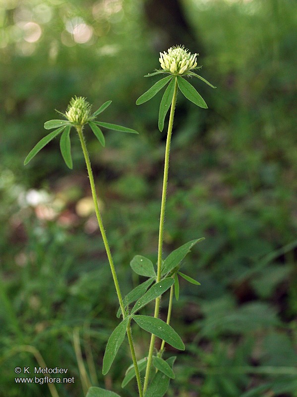 Trifolium ochroleucon