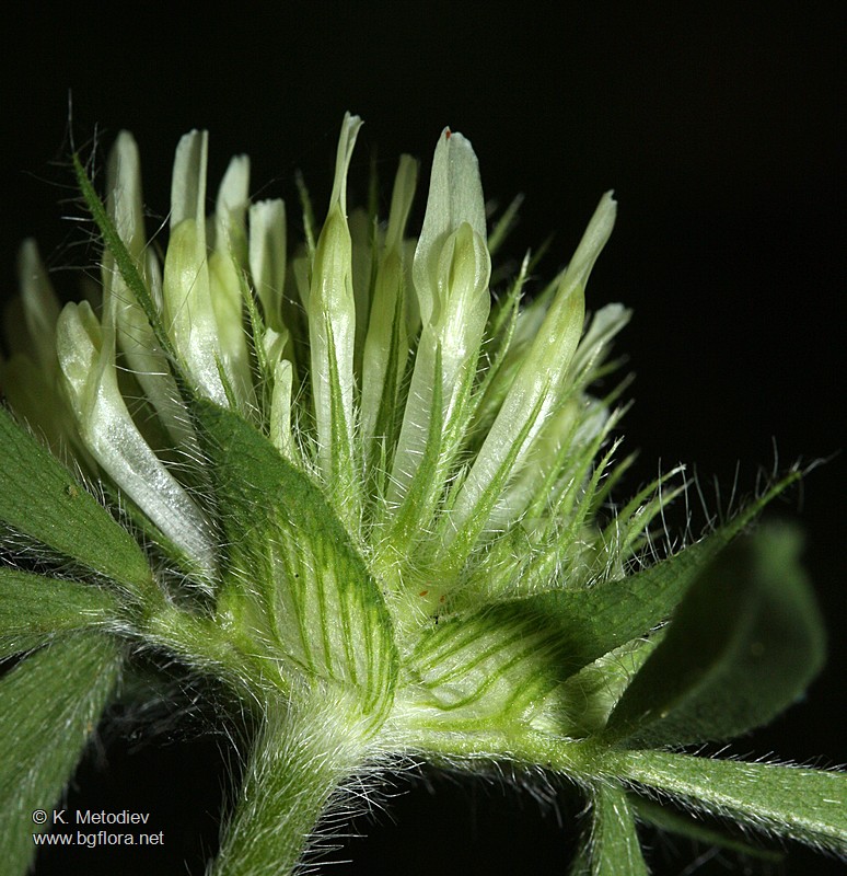 Trifolium ochroleucon