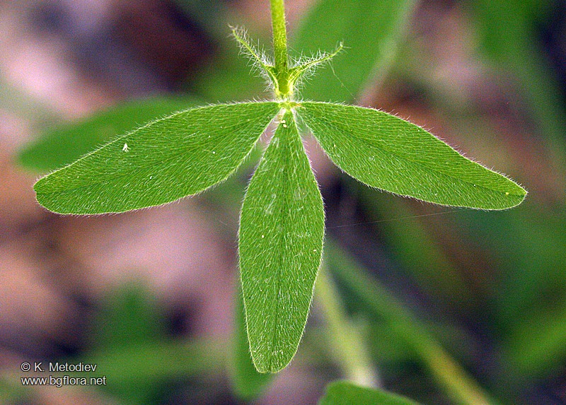 Trifolium ochroleucon