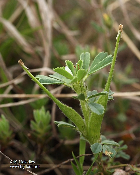 Trigonella gladiata