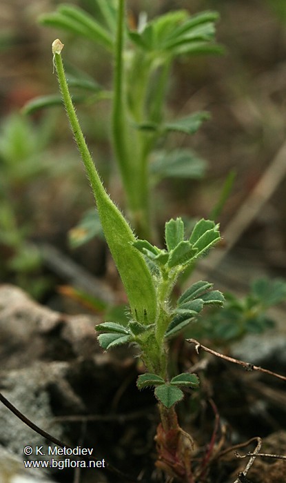 Trigonella gladiata