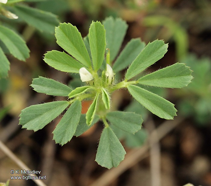 Trigonella gladiata
