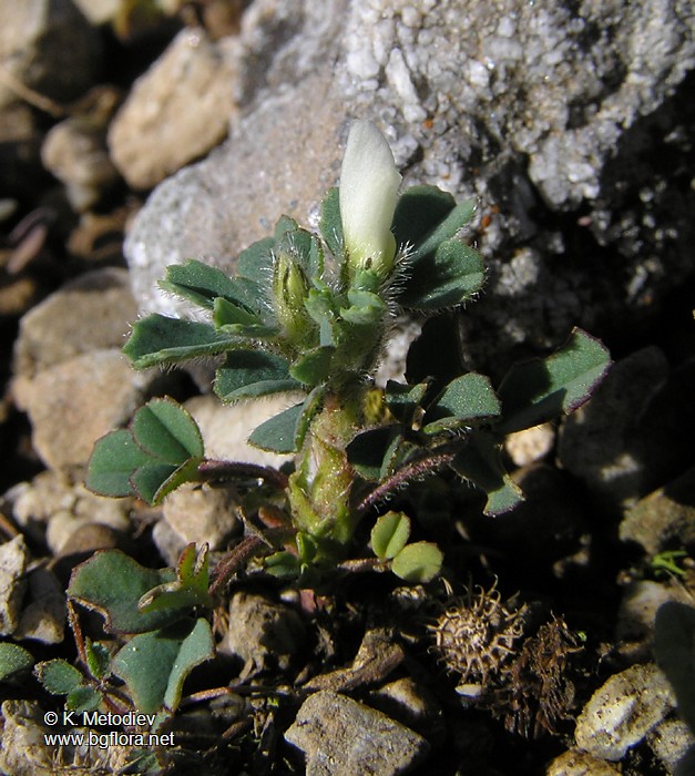 Trigonella gladiata