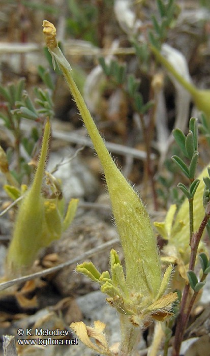 Trigonella gladiata