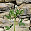 Trigonella procumbens