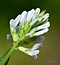 Trigonella procumbens