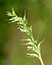 Trigonella procumbens