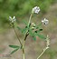 Trigonella procumbens