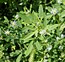 Trigonella procumbens