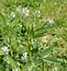 Trigonella procumbens