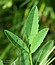 Trigonella procumbens