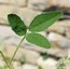 Trigonella procumbens