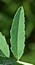 Trigonella procumbens