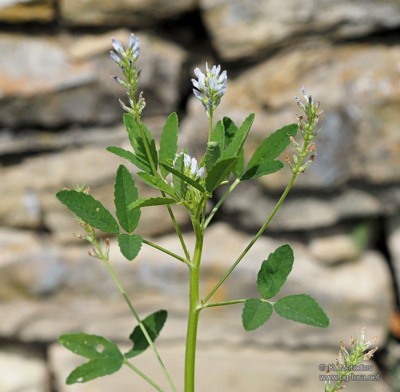 Trigonella procumbens