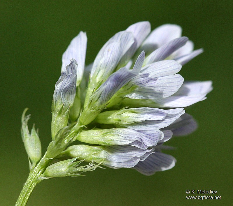 Trigonella procumbens