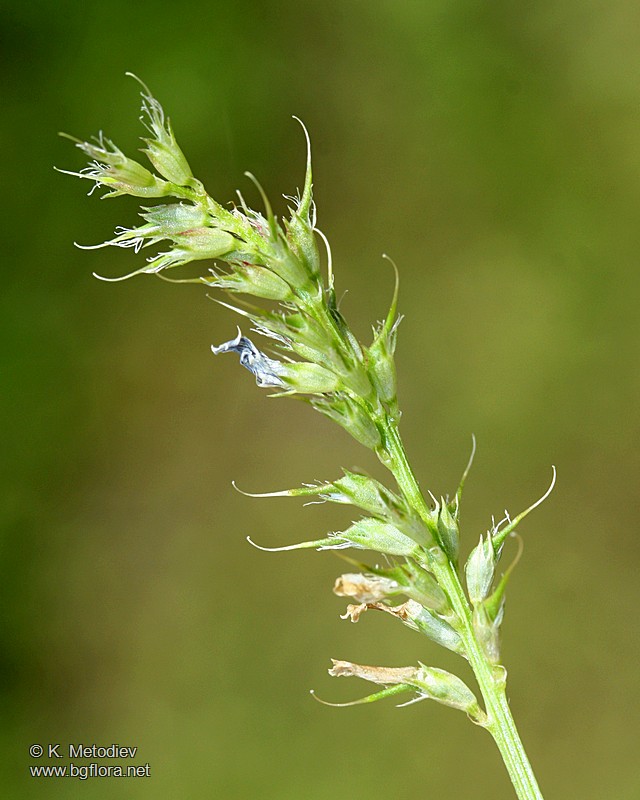 Trigonella procumbens