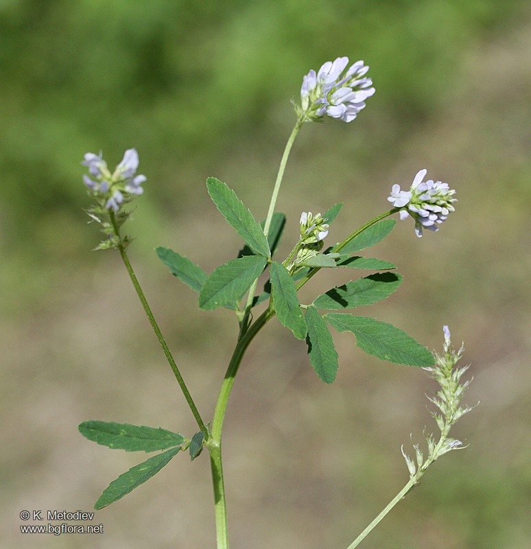 Trigonella procumbens