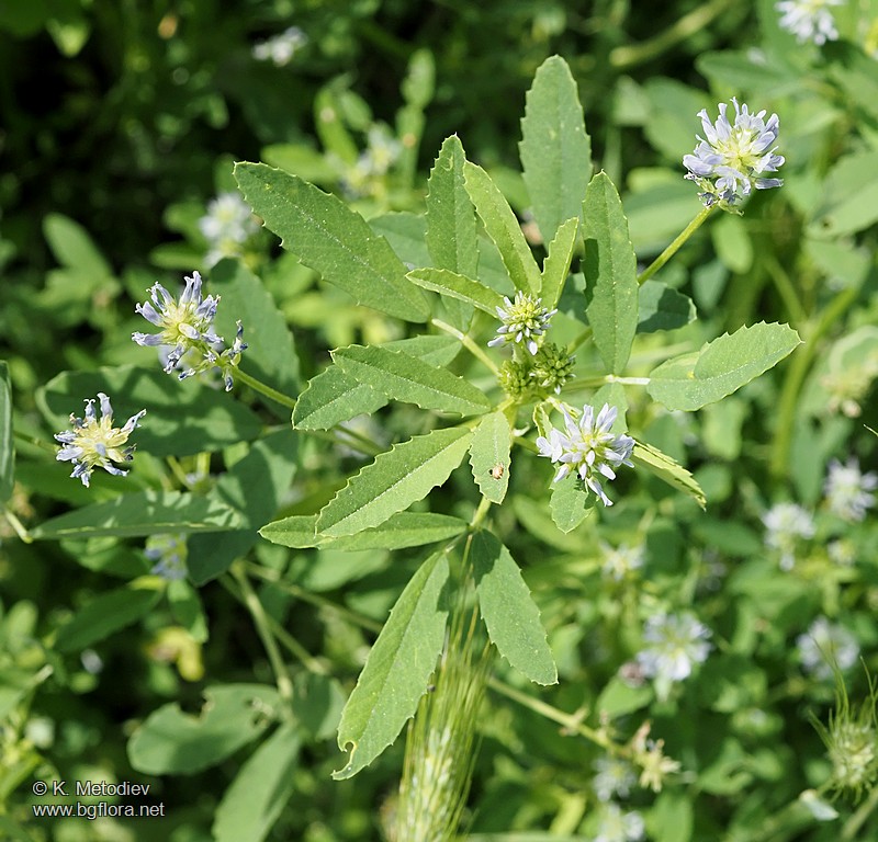 Trigonella procumbens