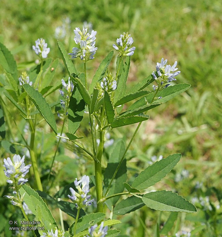 Trigonella procumbens