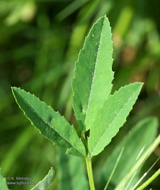 Trigonella procumbens
