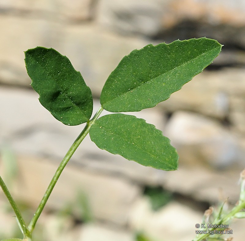 Trigonella procumbens