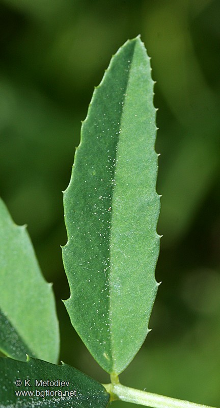 Trigonella procumbens