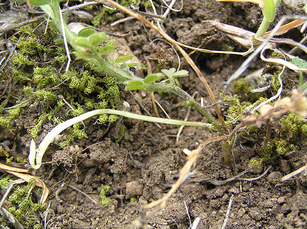 Vicia amphicarpa
