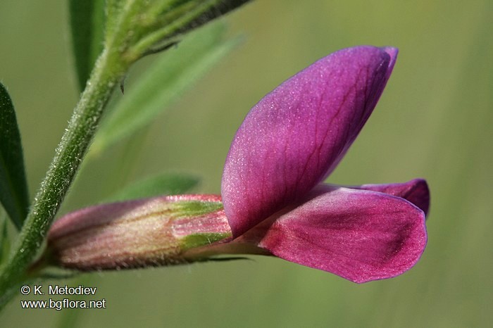 Vicia amphicarpa