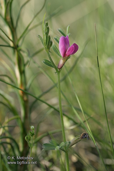 Vicia amphicarpa