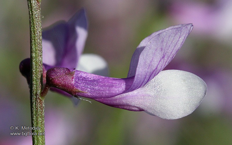 Vicia dalmatica