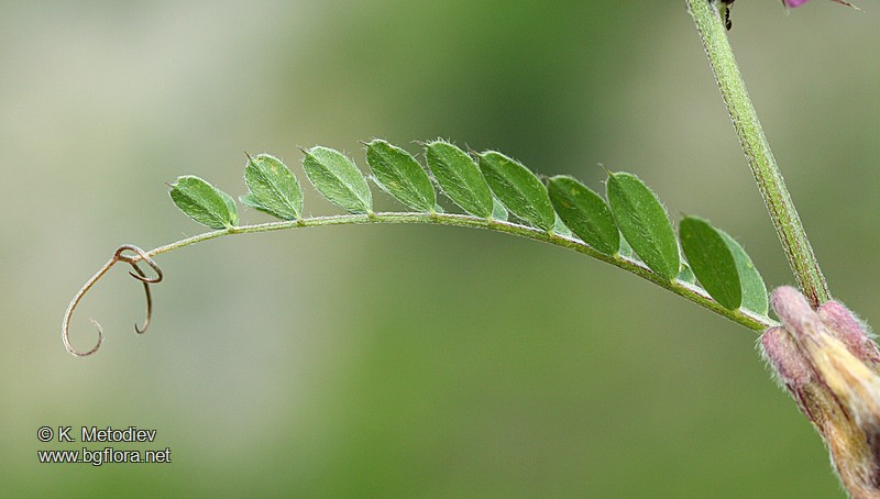 Vicia pannonica