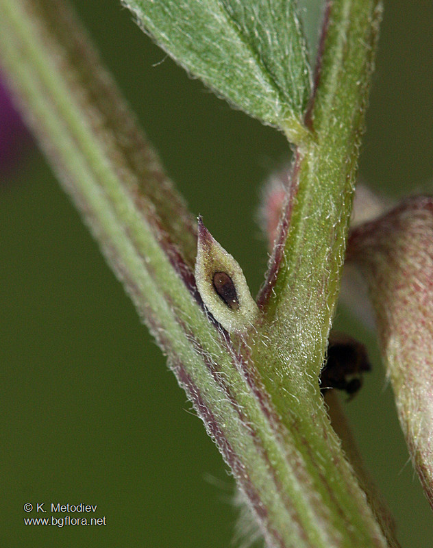 Vicia pannonica