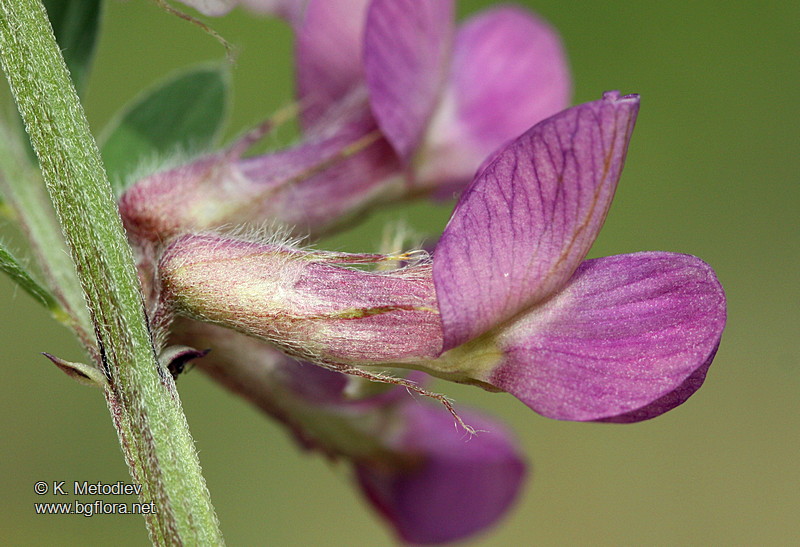 Vicia pannonica