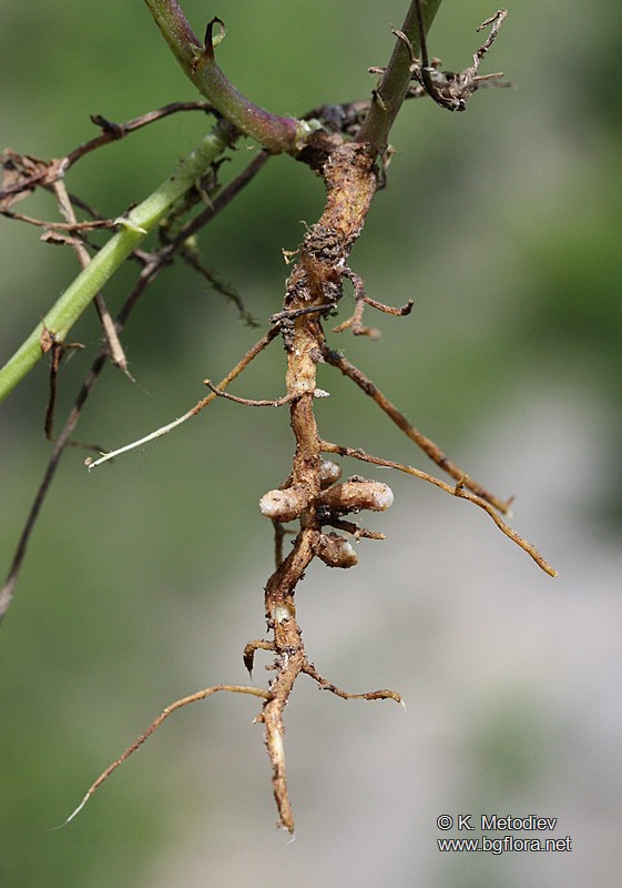 Vicia pannonica