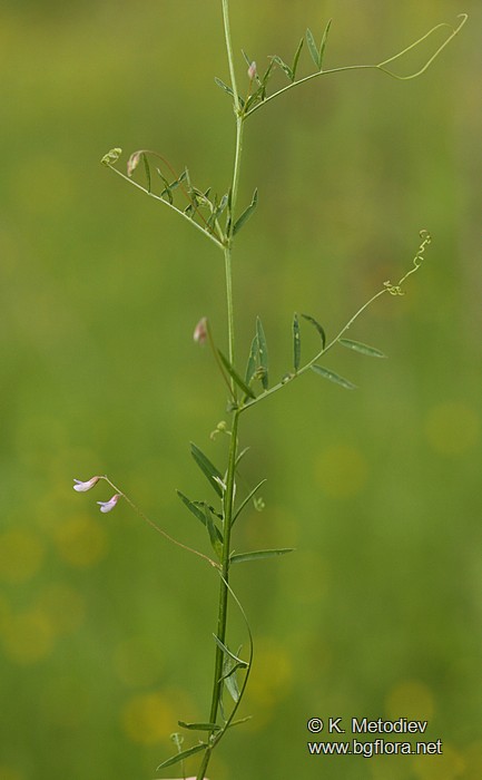 Vicia tetrasperma