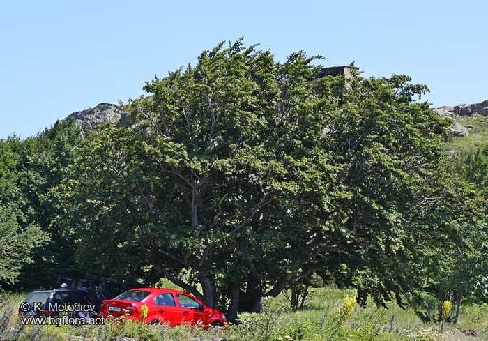 Fagus orientalis