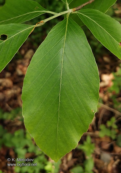 Fagus orientalis