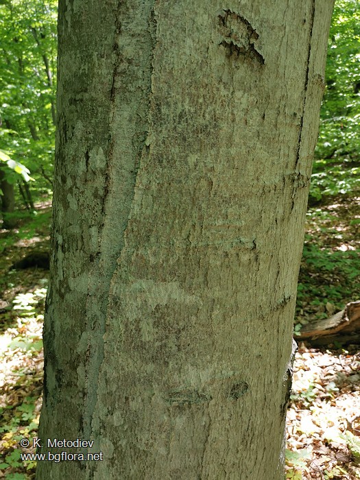 Fagus orientalis