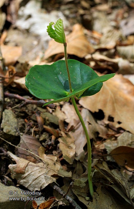 Fagus sylvatica