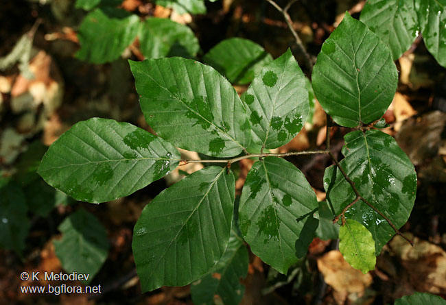 Fagus sylvatica