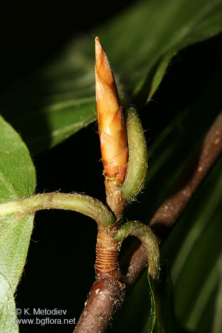 Fagus sylvatica