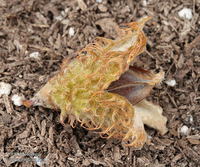Fagus sylvatica
